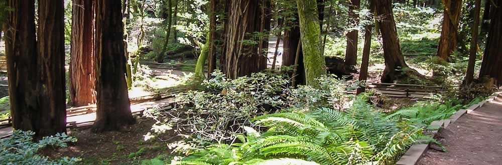 Hiking trail at Pacific Trails